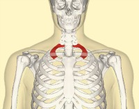 The position of the first rib in relation to the skeleton.