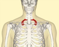 The position of the first rib in relation to the skeleton.