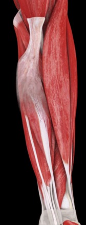 Flexor muscles of the forearm