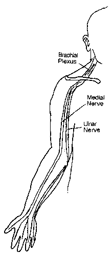 Diagram showing pathway of the main nerves of the arm.