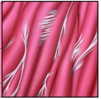 Adhesions between muscle fibers