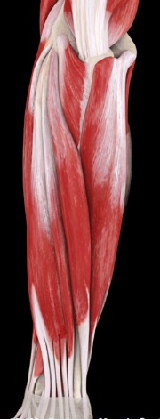 Extensor muscles of the forearm